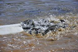 Corps contractors releasing sterile grass carp into J. Strom Thurmond Lake to cut back the hydrilla  courtesy of U.S. Army Corps of Engineers Savannah District&nearr; (Public domain&nearr;)
