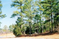 A day use shoreline on J. Strom Thurmond Lake, photographed for the Savannah River Scenic Byway. courtesy of Unknown authorUnknown author or not provided&nearr; (Public domain&nearr;)