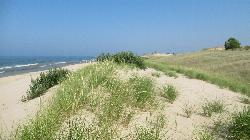 Foredunes and beach grass along the park's Lake Michigan shoreline north of the swim area. courtesy of Notorious4life (talk) (Uploads)&nearr; (CC0&nearr;)