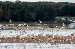 American white pelicans and gulls staging on a sandbar in Mark Twain Lake courtesy of mostateparks&nearr; (Public domain&nearr;)
