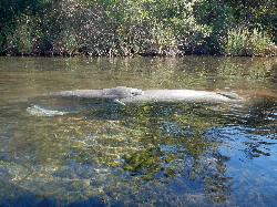 Manatees resting in the spring run during the cooler months courtesy of Fredlyfish4&nearr; (CC BY-SA 3.0&nearr;)