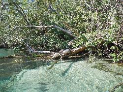 Turtles along the bank of the Weeki Wachee River courtesy of Fredlyfish4&nearr; (CC BY-SA 3.0&nearr;)
