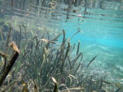 Submerged grasses and clear water in the spring run courtesy of Fredlyfish4&nearr; (CC BY-SA 3.0&nearr;)