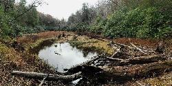 The beaver pond and wetland along the Songbird Trail in the Lake Conasauga Recreation Area. courtesy of ChattOconeeNF&nearr; (CC BY 2.0&nearr;)