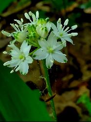 A speckled wood lily in bloom at Lake Conasauga. courtesy of Forest Service Photography&nearr; (Public domain&nearr;)