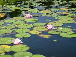 Water lilies on the near black tannin water, seen from a canoe courtesy of Ruhrfisch (talk)&nearr; (CC BY-SA 4.0&nearr;)