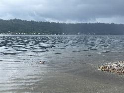 Shallow water at the edge of the swimming beach, looking across Lake Sammamish courtesy of Steven Pavlov&nearr; (CC BY-SA 4.0&nearr;)