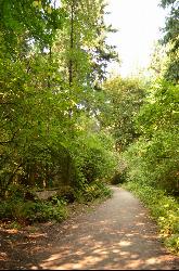 A trail through the old-growth stand on the upland of the peninsula courtesy of Krystof Hoder&nearr; (CC BY 3.0&nearr;)