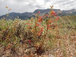 Scarlet gilia in the sagebrush along the Harriman Trail near Easley courtesy of Matt Lavin&nearr; (CC BY-SA 2.0&nearr;)