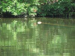 Summer greenery reflected in the lake's still water courtesy of bobistraveling&nearr; (CC BY 2.0&nearr;)