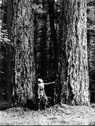 Old-growth Douglas fir at La Wis Wis in 1949 courtesy of U.S. Forest Service- Pacific Northwest Region&nearr; (Public domain&nearr;)