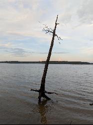 A dead snag standing in the shallows of Jordan Lake at dusk courtesy of bobistraveling&nearr; (CC BY 2.0&nearr;)