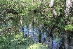 Duckweed and cypress along the floodplain beside the spring courtesy of Michael Rivera&nearr; (CC BY-SA 4.0&nearr;)