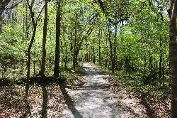 Sand trail through floodplain forest to the spring courtesy of Michael Rivera&nearr; (CC BY-SA 4.0&nearr;)