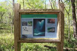 Park interpretive sign at Blue Hole Spring courtesy of Michael Rivera&nearr; (CC BY-SA 4.0&nearr;)