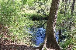 Shaded edge of the spring run below the pool courtesy of Michael Rivera&nearr; (CC BY-SA 4.0&nearr;)