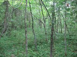 Woodland on the peninsula at the north side of Cowan Lake, site of the Cowan Creek circular enclosur courtesy of Nyttend&nearr; (Public domain&nearr;)