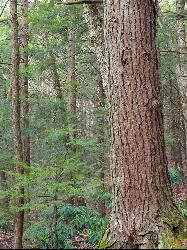 Eastern hemlock forest along Wild Creek in Beltzville State Park. courtesy of Nicholas&nearr; (CC BY 2.0&nearr;)
