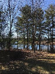 Trees along the Beltzville Lake shoreline on a bright March afternoon. courtesy of JohnDziak&nearr; (CC BY-SA 4.0&nearr;)
