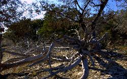 Weathered juniper stump on the rocky ground of Stillhouse Park above the lake. courtesy of Wrathernaut&nearr; (CC BY-SA 3.0&nearr;)