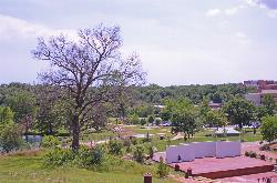 An old black oak above the lake at Stephens Lake Park. courtesy of KOMUnews&nearr; (CC BY 2.0&nearr;)