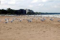 Gulls gathered on the sand at Gillson Beach. courtesy of calbeeb&nearr; (CC BY-SA 2.0&nearr;)