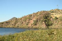 Reeds along the shore of the Butcher Jones cove on Saguaro Lake. courtesy of davidpinter&nearr; (CC BY 3.0&nearr;)