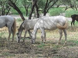 Salt River wild horses grazing under the mesquites at Butcher Jones. courtesy of davidpinter&nearr; (CC BY 3.0&nearr;)
