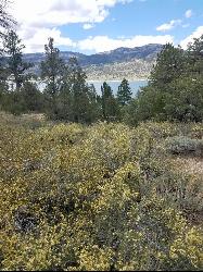The reservoir seen through pines and blooming shrubs on the east side. courtesy of Frost Museum&nearr; (CC BY 2.0&nearr;)