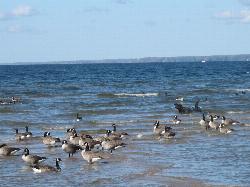 Canada geese on Oneida Lake off the shore of Verona Beach State Park. courtesy of Geoffrey.landis at English Wikipedia&nearr; (CC BY 3.0&nearr;)