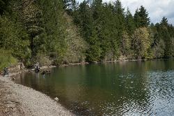 Gravel shoreline and forested bank along Mayfield Lake at Ike Kinswa State Park. courtesy of TerriJane01&nearr; (CC BY-SA 2.0&nearr;)