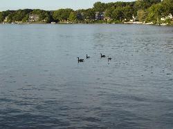 Canada geese on the open water just off the Regatta Point shoreline. courtesy of Chanilim714&nearr; (CC BY-SA 3.0&nearr;)