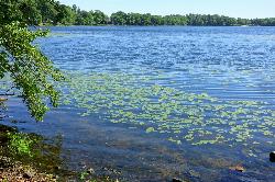 Clear summer water and lily pads in the shallows of Upper Mystic Lake. courtesy of Daderot&nearr; (CC0&nearr;)