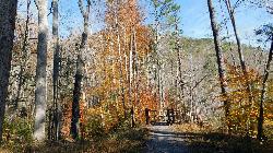 Fall color around a bridge at Blue Bend Recreation Area, October 2024 (USFS photo by Tina White).