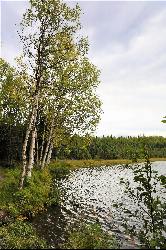 Birch trees leaning over the waterline at Goose Lake. courtesy of Enrico Blasutto&nearr; (CC BY-SA 4.0&nearr;)