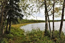 The grassy, birch-lined edge of Goose Lake. courtesy of Enrico Blasutto&nearr; (CC BY-SA 4.0&nearr;)