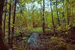 A wooden boardwalk on a trail through the woods of Lake Gogebic State Park. courtesy of Tony Webster from Minneapolis, Minnesota&nearr; (CC BY-SA 2.0&nearr;)