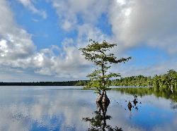 A lone cypress at the edge of Jones Lake. courtesy of ncwetlands.org&nearr; (CC0&nearr;)