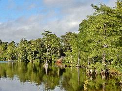 The dark, tannin-stained water at the edge of Jones Lake. courtesy of ncwetlands.org&nearr; (CC0&nearr;)