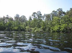 The wooded shore of Jones Lake, seen on a canoe trip. courtesy of Gerry Dincher from Hope Mills, NC&nearr; (CC BY-SA 2.0&nearr;)