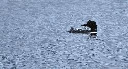 A common loon on the north end of Tally Lake near the campground. courtesy of Forest Service Northern Region from Missoula, MT, USA&nearr; (Public domain&nearr;)