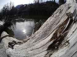 Chained logs left from the log-rafting days in the river beside Blackbird Island. courtesy of Thayne Tuason&nearr; (CC BY-SA 4.0&nearr;)