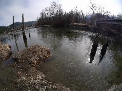 Old logging pilings standing in the river off Blackbird Island. courtesy of Thayne Tuason&nearr; (CC BY-SA 4.0&nearr;)