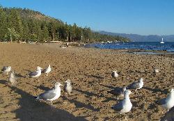 Gulls on the sand at Commons Beach, with the pier and shoreline trees beyond. courtesy of Scott Thompson&nearr; (CC BY 3.0&nearr;)