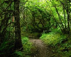 Mossy forest along a hiking trail above Shotgun Creek. courtesy of Loren Kerns from Tigard, Oregon, USA&nearr; (CC BY 2.0&nearr;)
