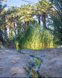 Spring runoff cutting through the mineral crust toward the cattail pond. courtesy of blmcalifornia&nearr; (Public domain&nearr;)