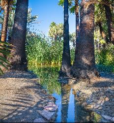 Fan palms reflected in the warm outflow channel below the tubs at the Hot Springs LTVA. courtesy of blmcalifornia&nearr; (Public domain&nearr;)