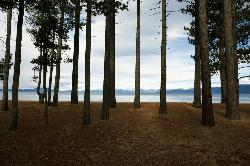 Pine trunks frame Lake Tahoe and the snowy Carson Range from the forest behind Pope Beach. courtesy of scorpio-tiger&nearr; (CC BY-SA 2.0&nearr;)