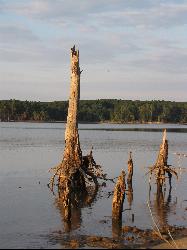 Old tree stumps standing in the shallows of Jordan Lake off the Ebenezer Church shoreline. courtesy of Gerry Dincher from Hope Mills, NC&nearr; (CC BY-SA 2.0&nearr;)