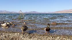 Mallards at the pebbly waterline of Boulder Beach in October 2023. courtesy of (c) Nicholas Thweatt, some rights reserved (CC BY)&nearr; (CC BY 4.0&nearr;)